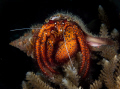   large hermit crab very accomadating heshe just sat there whilst took my shots..not bothered he/she he she shotsnot shots  